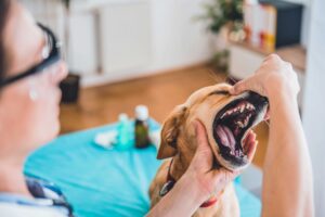 Veterinarian doing dental check