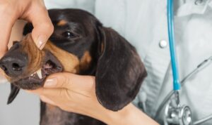 Dental Blocks In Veterinary Medicine
