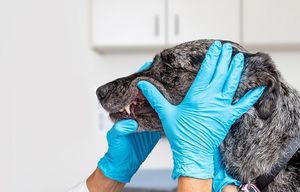 Dog getting Teeth Examined
