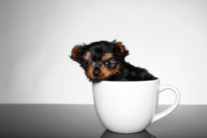 Tea Cup Dog