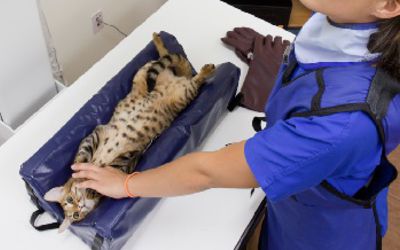 Technician doing an x-ray on cat