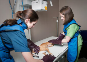 Technicians getting x-ray of small animal