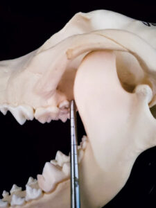 Caudal maxillary block