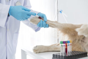 Veterinary in-house laboratory