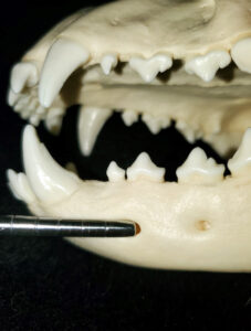 placement for the infraorbital nerve block in the dog