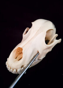 Placement for the mental foramen block