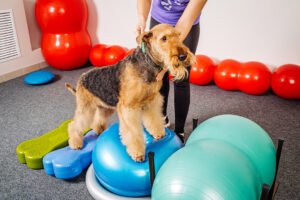 Dog in rehabilitation