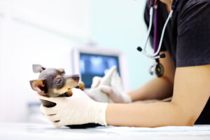 5 Keys to Successfully Integrating Ultrasound Into Your Veterinary Practice