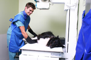 Veterinary X-ray
