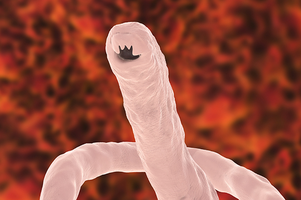 Hookworm