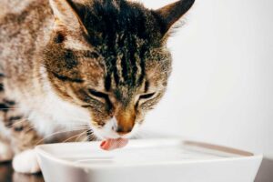 Recorded Webinar: Updates on Feline Chronic Kidney Disease Management