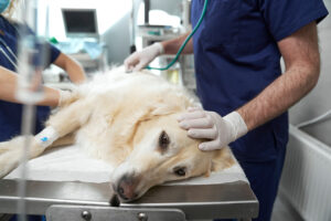 Canine and Feline Coagulopathies: A Case-Based Approach