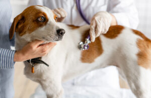 Recorded Webinar: Clinical Applications of C-Reactive Protein in Dogs